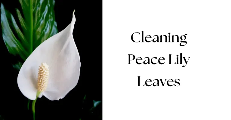 How to Clean Peace Lily Leaves (and Keep Them Shiny!)