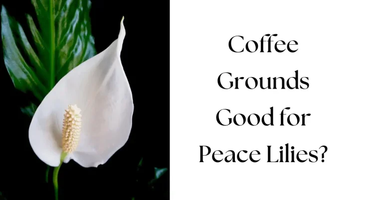 Are Coffee Grounds Good for Peace Lilies? A Complete Guide