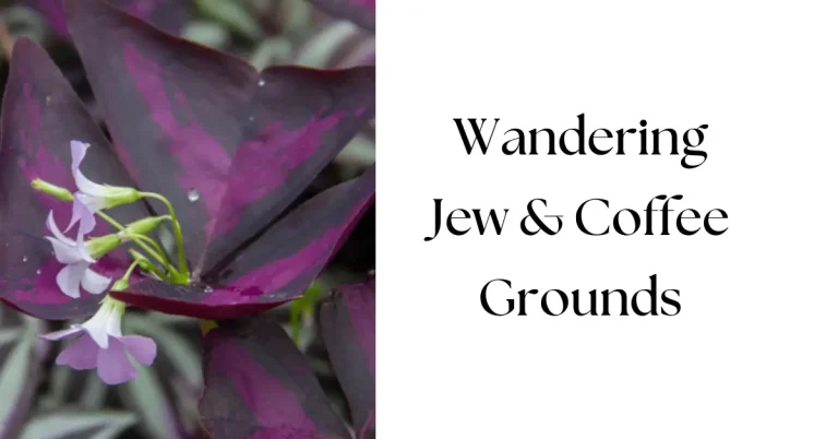 Do Wandering Jew Plants Like Coffee Grounds? Benefits & Risks Explained