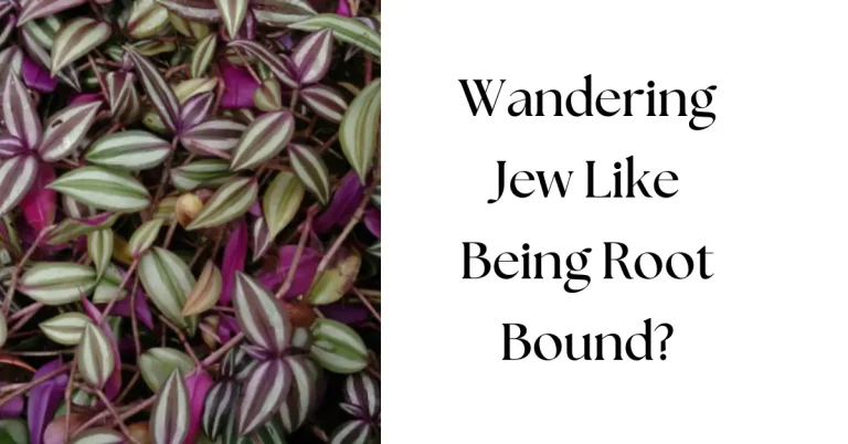 Does Wandering Jew Like to Be Root Bound?