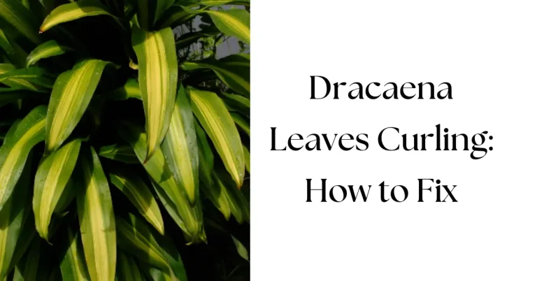 Why Are Dracaena Leaves Curling: Causes, Fixes & Prevention (All Varieties)
