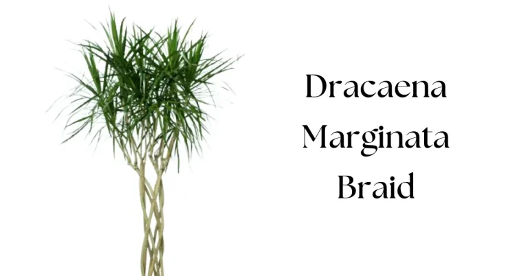 Dracaena Marginata Braid