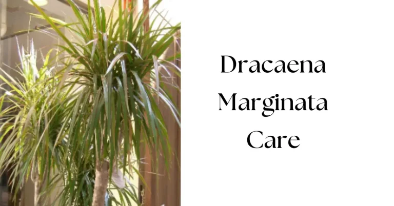 Essential Dracaena Marginata Care Tips for Healthy Plants