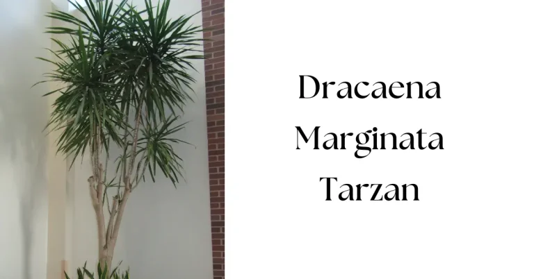 Dracaena Marginata Tarzan: The Ultimate Care & Growth Guide