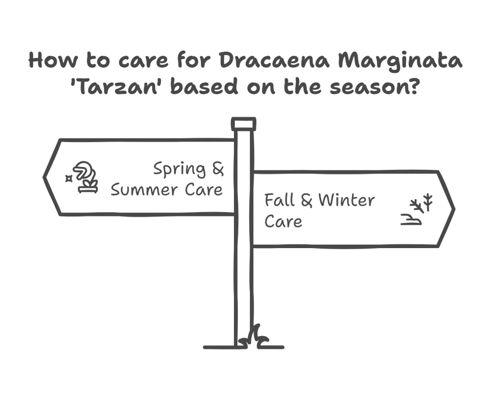 "Infographic illustrating seasonal care tips for Dracaena Marginata 'Tarzan.
