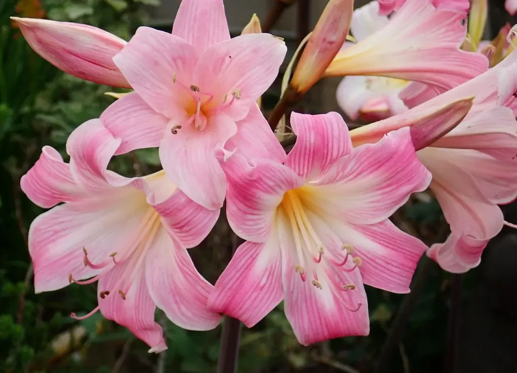 Close-up of an Easter Lily (Lilium longiflorum) in bloom, with pink and white flowers.