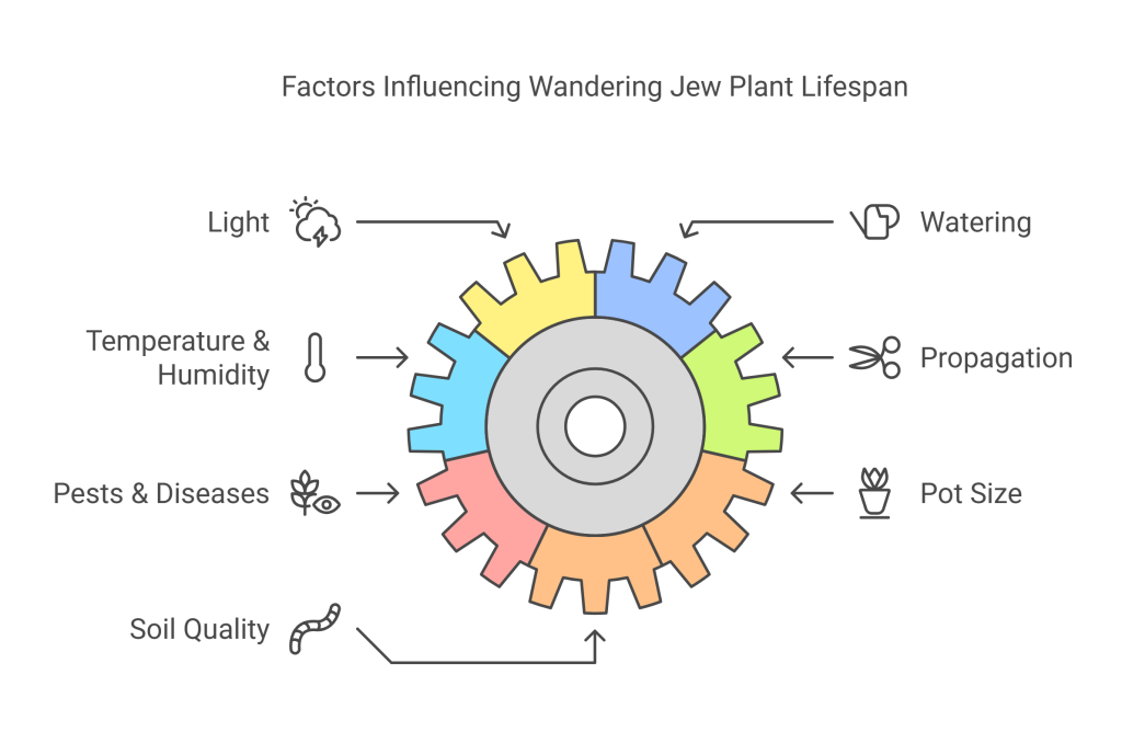 Infographic illustrating key factors that affect the lifespan of a Wandering Jew plant.