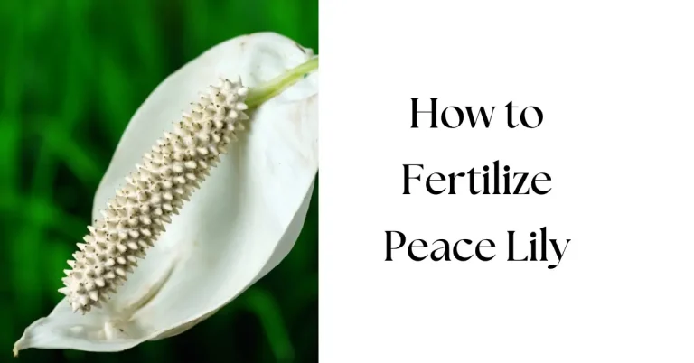 How to Fertilize Peace Lily: Step by Step Guide for Beginner
