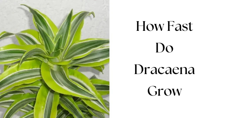How Fast Dracaena Plants Grow (How to Speed It Up)