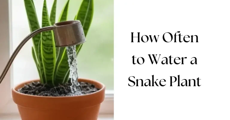 How Often to Water a Snake Plant
