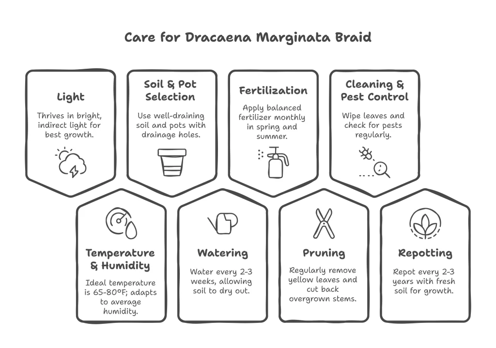 Infographic illustrating steps to care for Dracaena Marginata Braid