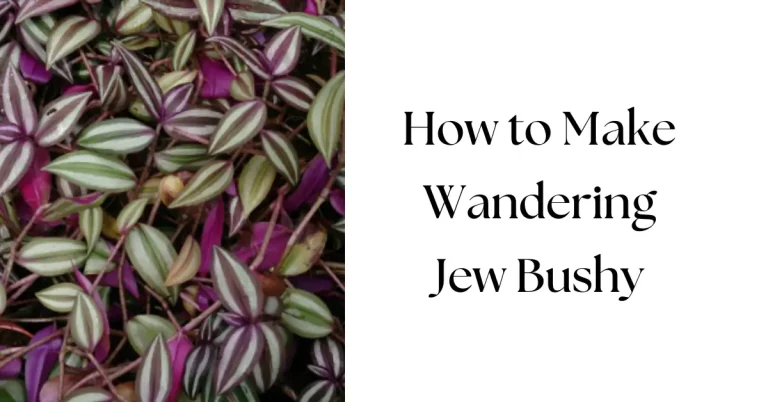 How to Make Wandering Jew Bushy: The Ultimate Growth Guide