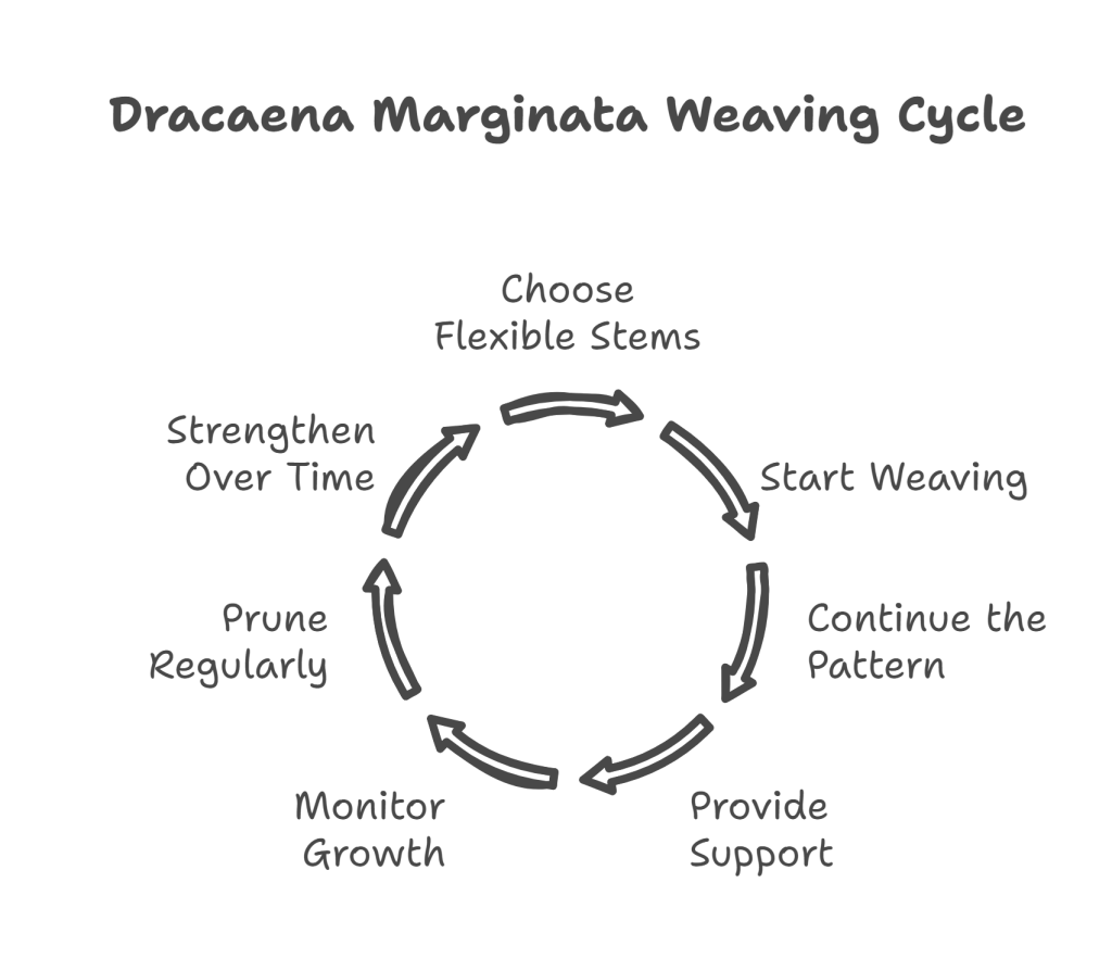 Infographic showing key steps to weave Dracaena Marginata plants.