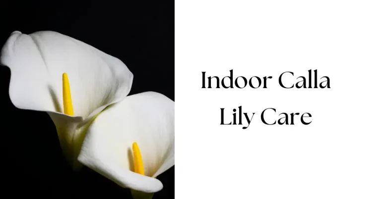 Indoor Calla Lily Care: A Complete Guide
