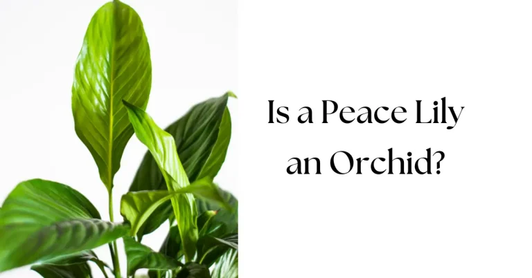 Is a Peace Lily an Orchid? What Sets Them Apart