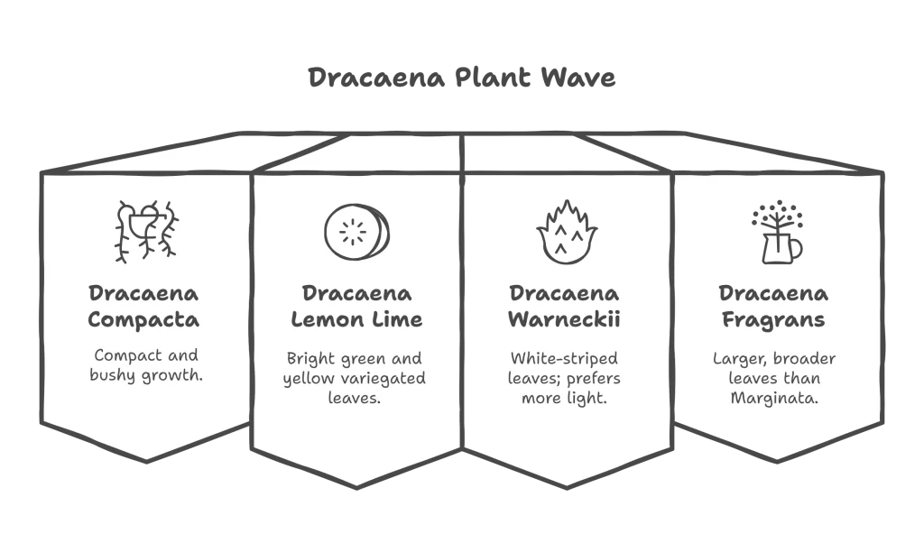 Infographic showing different Dracaena varieties with open weave traits.
