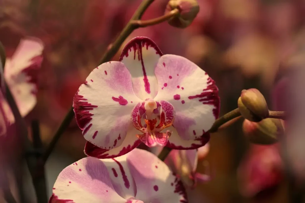 Close-up of a pink and white Phalaenopsis orchid.