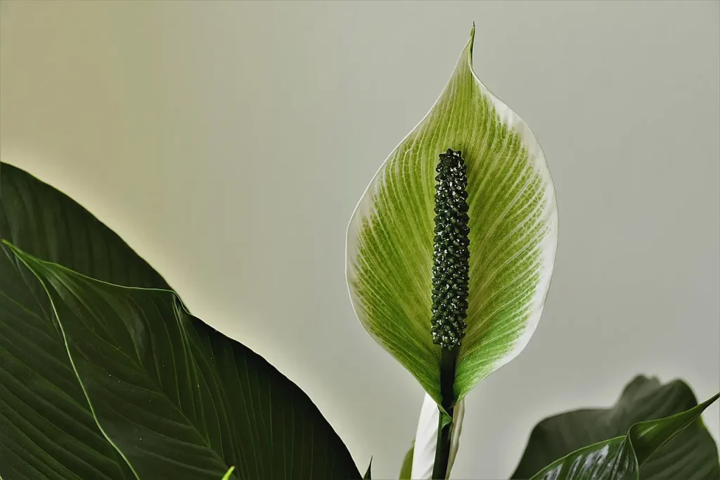 White Peace Lily Flower (Spathiphyllum wallisii) Indoor Houseplant.