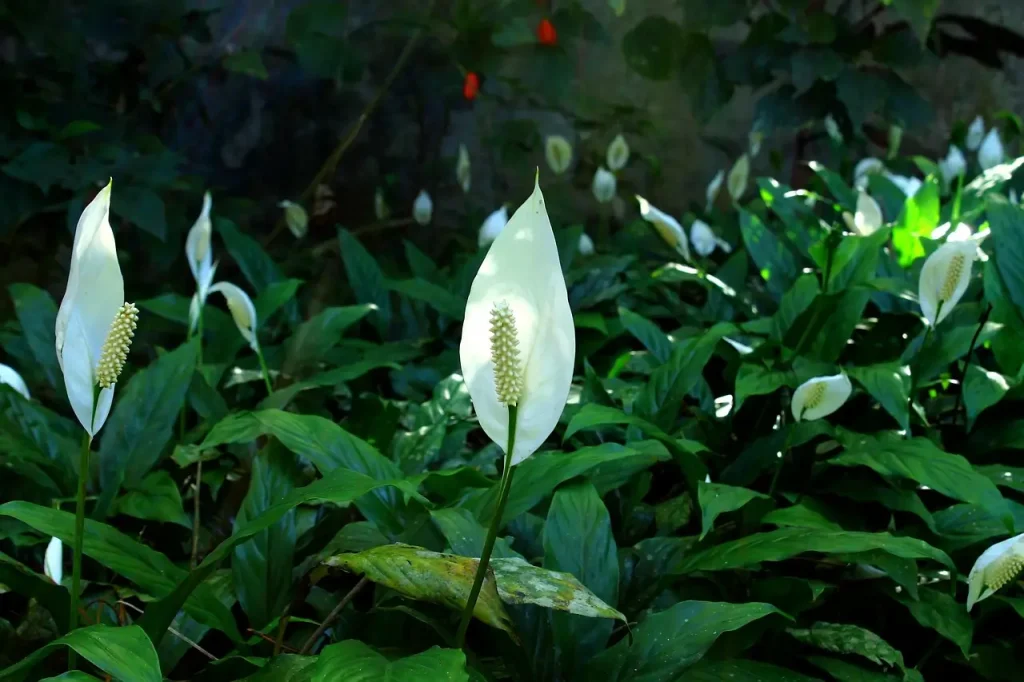Close-up of a Peace Lily plant (Spathiphyllum wallisii) with white flowers.