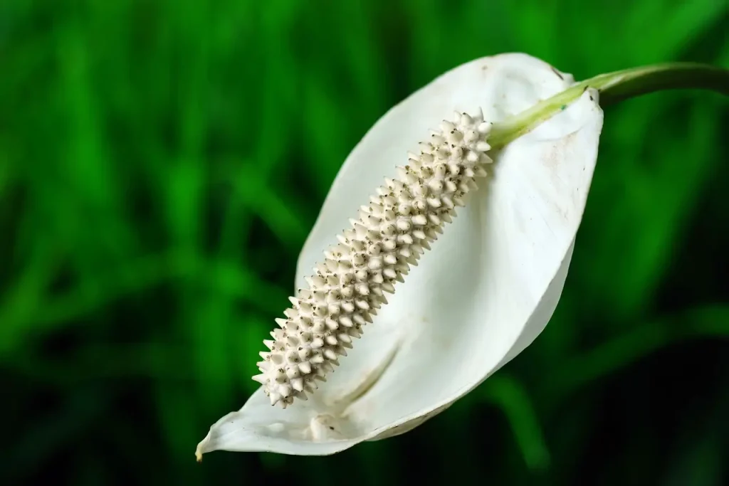 A healthy Peace Lily (Spathiphyllum) flower, highlighting the importance of fertilization for vibrant blooms. 