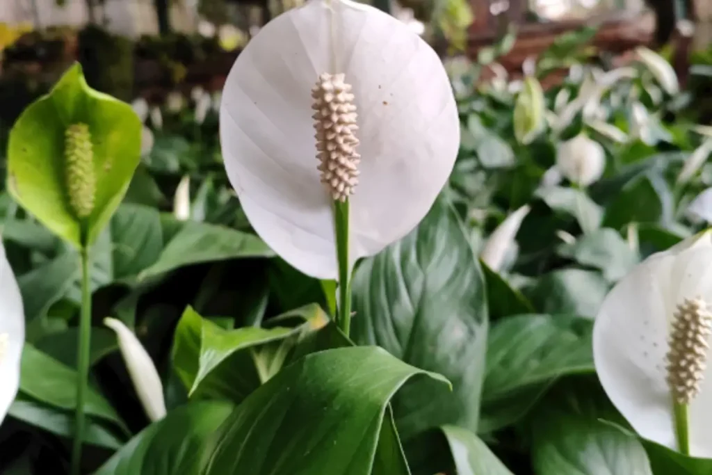 Healthy peace lily thriving indoors near north-facing window.