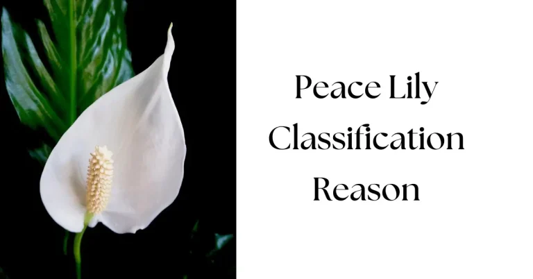 Reason for Classification of Peace Lily: A Scientific & Botanical Breakdown