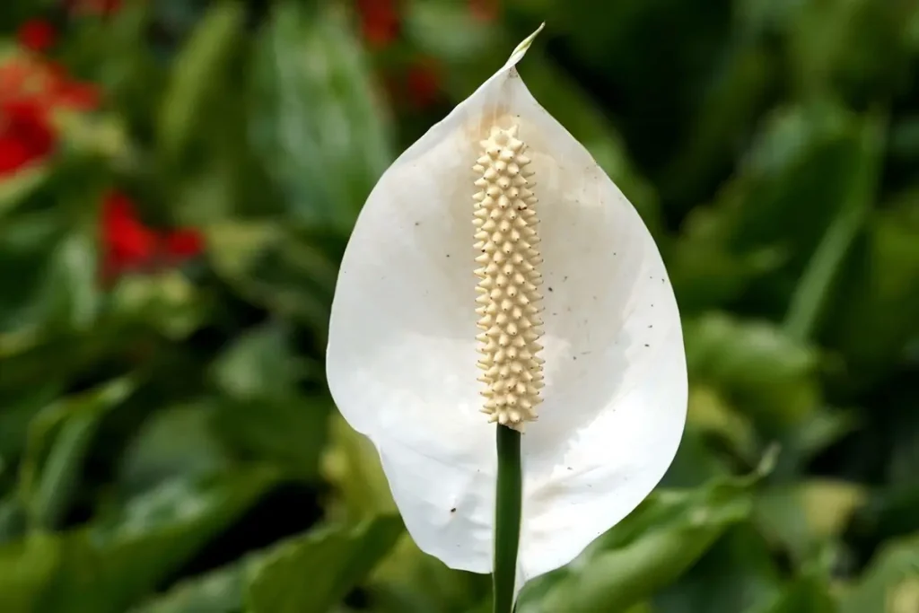 Blooming peace lily (Spathiphyllum) with proper light and care.
