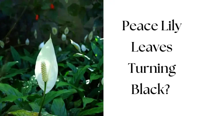 Why Are My Peace Lily Leaves Turning Black?