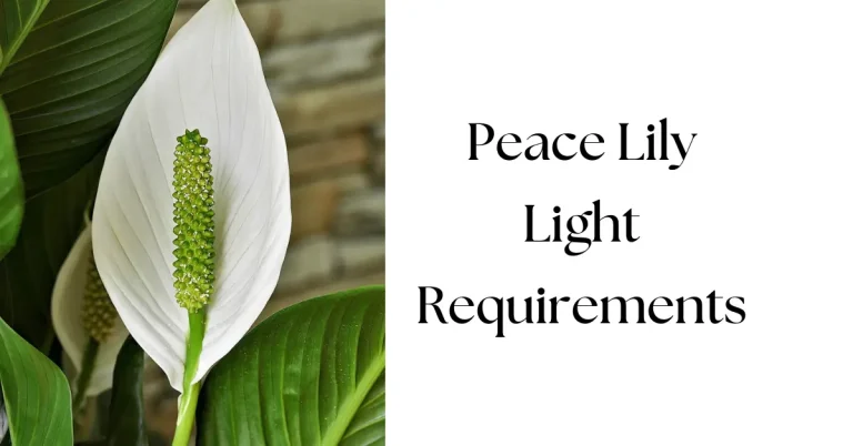 How Much Light Does a Peace Lily Need?