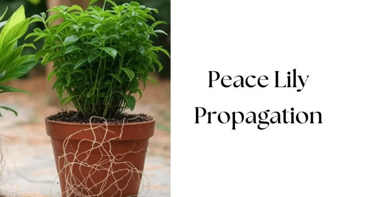 How to Propagate a Peace Lily