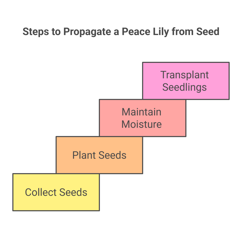 Infographic showing four steps to propagate a Peace Lily from seed: Collect Seeds, Plant Seeds, Maintain Moisture, Transplant Seedlings.