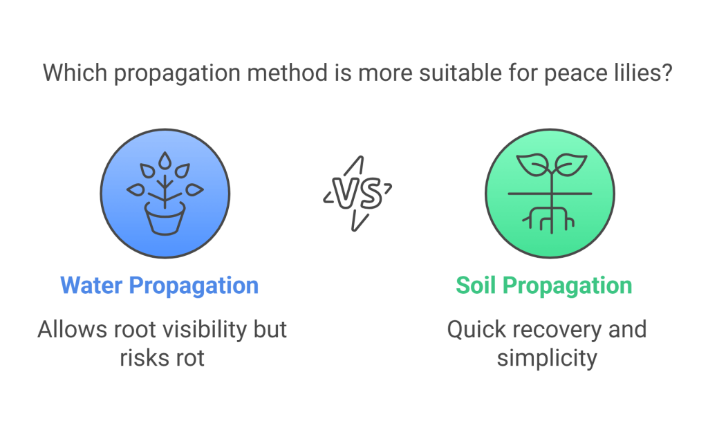 Infographic comparing soil vs. water propagation for peace lilies, showing pros and cons with icons.