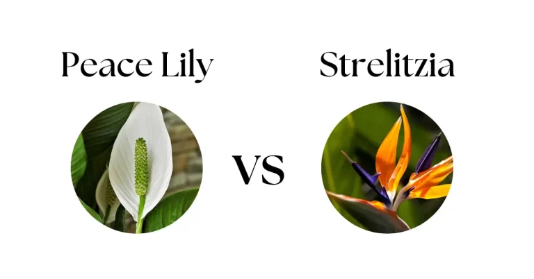 Peace Lily vs Bird of Paradise: Which Tropical Beauty Is Right for You?