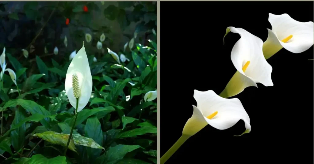 Peace Lily (Spathiphyllum) vs. Calla Lily (Zantedeschia) – What’s the Difference?