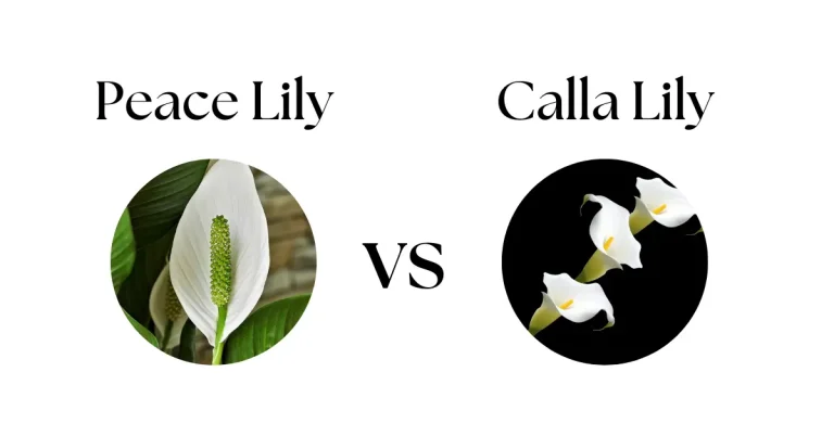 Peace Lily vs. Calla Lily: Key Differences, Care, and Symbolism