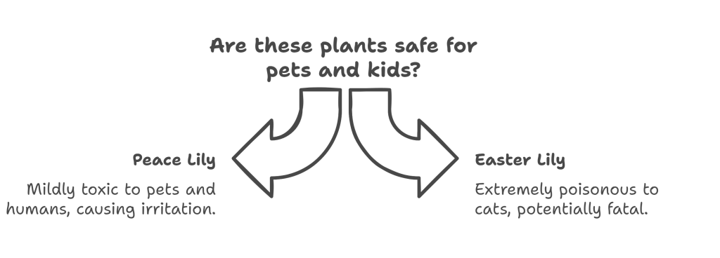 Infographic comparing the safety of Peace Lily and Easter Lily for pets and humans.