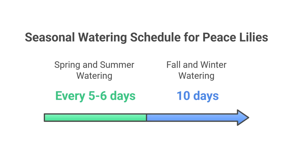 Peace lily (Spathiphyllum) watering schedule infographic for all seasons.