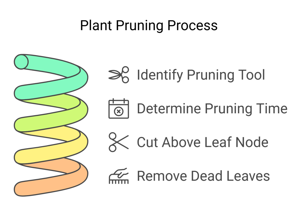 Infographic illustrating step-by-step instructions on how to prune Dracaena Marginata.