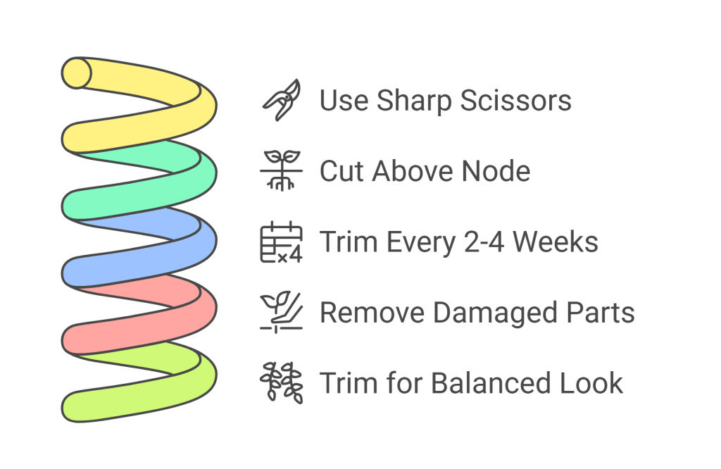 Infographic showing the key steps for pruning a Wandering Jew plant indoors to promote bushier growth