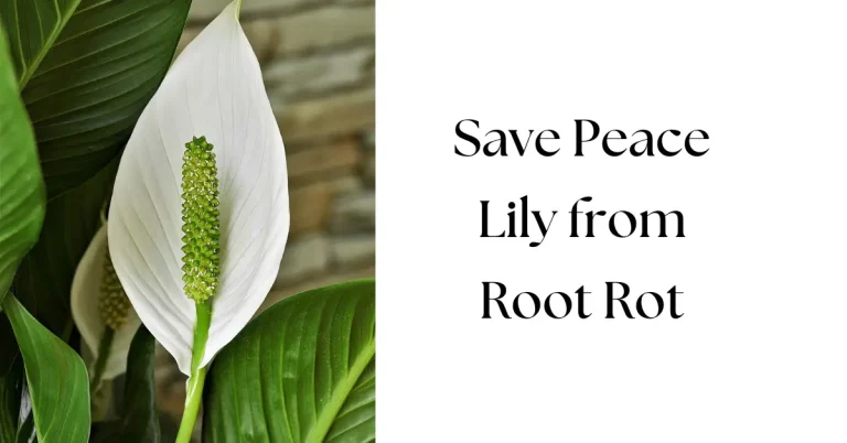 How to Save a Peace Lily from Root Rot: A Step-by-Step Guide
