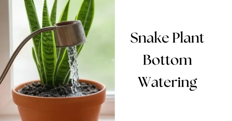 How to Water Snake Plant From Bottom: A Simple Step-by-Step Guide
