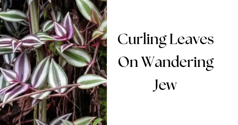 Ultimate Guide to Wandering Jew Leaves Curling: Causes, Prevention, and Fixes