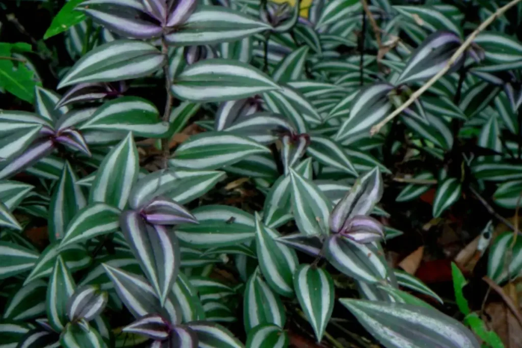 Healthy Wandering Jew plant (Tradescantia zebrina), illustrating the typical appearance of a mature plant.