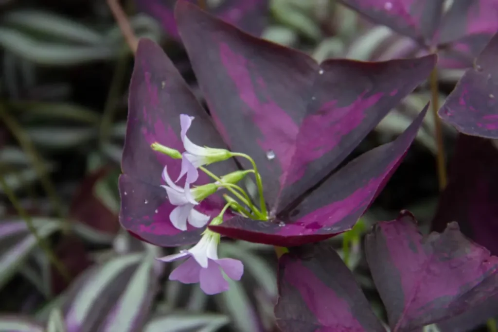 Tradescantia zebrina (Wandering Jew) plant with purple and silver striped leaves and small white flowers.