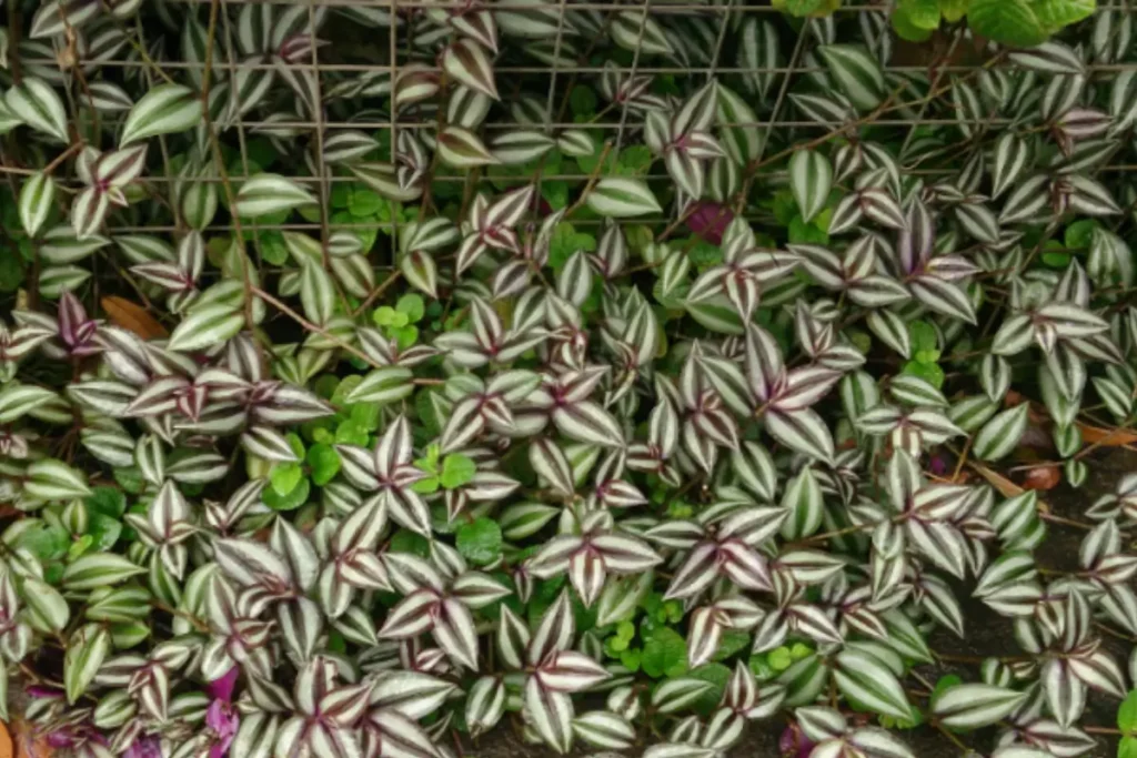 Wandering Jew plant (Tradescantia zebrina).