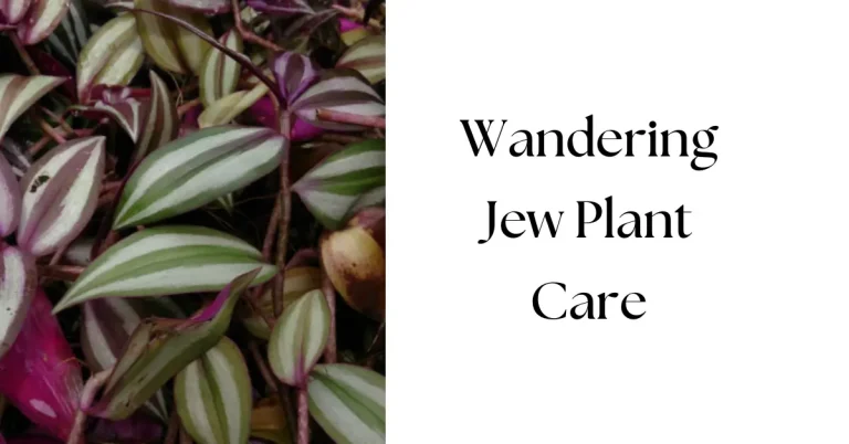 Wandering Jew Plant Care Guide: Expert Tips for Healthy Tradescantia