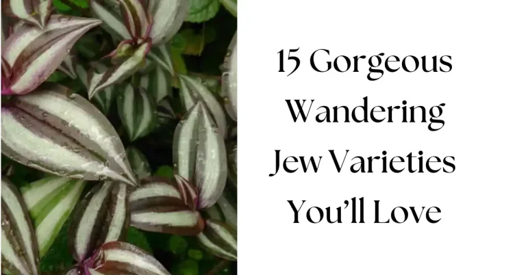 The Ultimate Guide to Wandering Jew Varieties: Identification, Care & Growth Tips