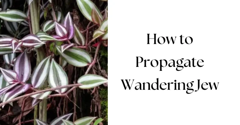 How to Propagate Wandering Jew: Water vs. Soil vs. Division