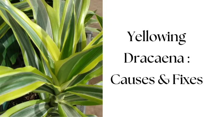 Why Are My Dracaena Leaves Turning Yellow? Causes & Fixes
