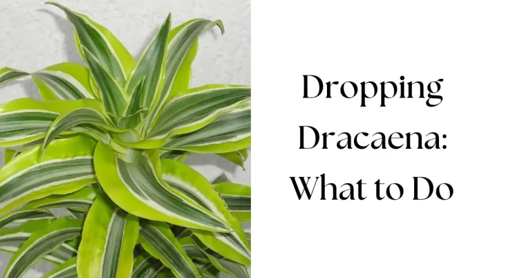 Why Is My Dracaena Dropping Leaves? Causes & Expert Solutions
